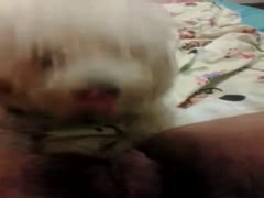 Kinky woman makes her loving little pet dog lick her pussy to get relaxed 